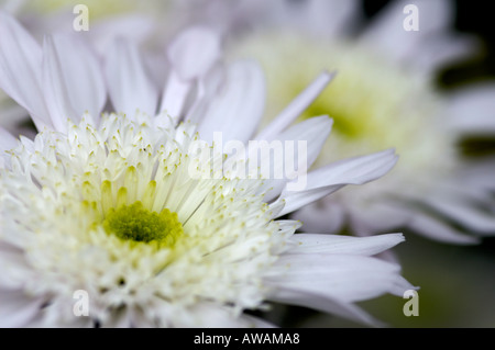 Weiße Chrysantheme Blume Stockfoto