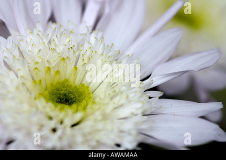 Weiße Chrysantheme Blume Stockfoto