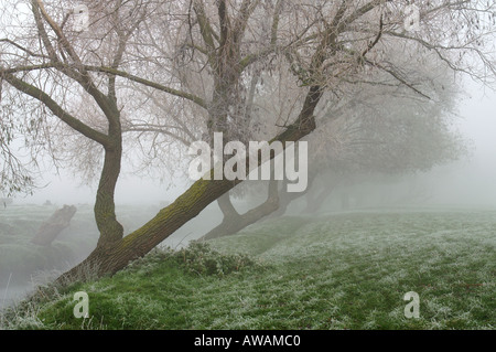 Weiden an einem frostigen Tag Surrey England Stockfoto