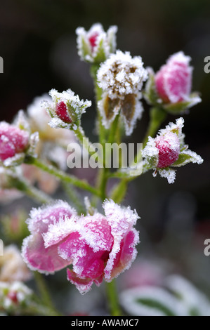 Gefrorene rose Surrey England Stockfoto