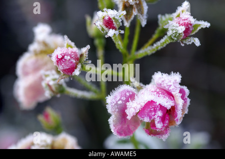 Rosen im Winter Surrey England eingefroren Stockfoto