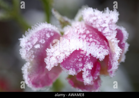 Gefrorene rose Surrey England Stockfoto