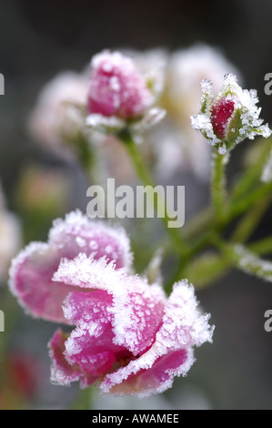 Gefrorene rose Surrey England Stockfoto