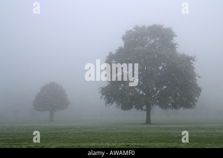 Eiche Bäume im Nebel im Winter Surrey England Stockfoto