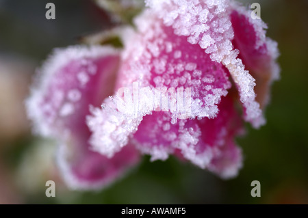 Gefrorene rose Surrey England Stockfoto