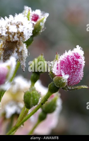 Gefrorene rose Surrey England Stockfoto