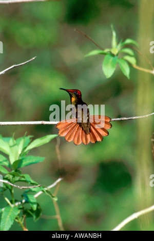 Rubin-Topas-Kolibri (Chrysolampis Mosquitudisplaying Schwanzfedern bei Niederschlag in Arnos Vale, Tobago, Trinidad & Tobago, Stockfoto