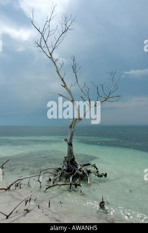 Mangroven-Baum am Strand der Insel Cayo Levisa im nördlichen Teil von Kuba Stockfoto