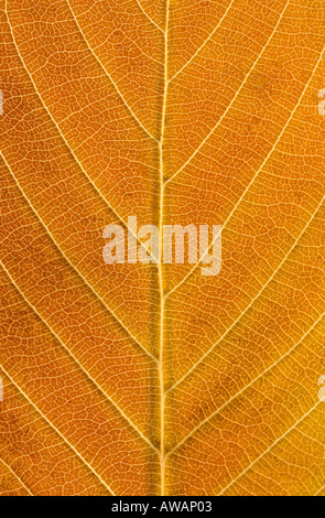 Wassertropfen auf Herbst Cherry Leaf Stockfoto