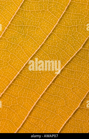 Wassertropfen auf Herbst Cherry Leaf Stockfoto