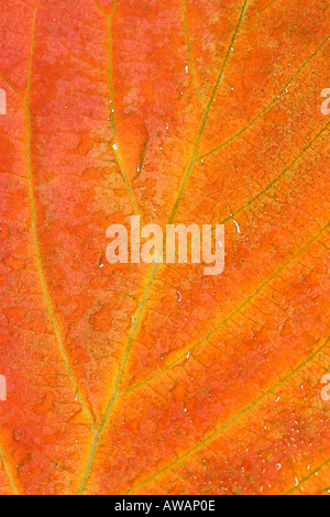 Wassertropfen auf Herbst Cherry Leaf Stockfoto