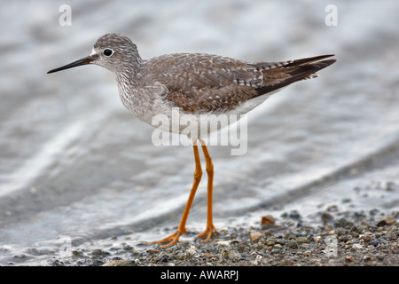 Weniger Yellowlegs Tringa flavipes Stockfoto