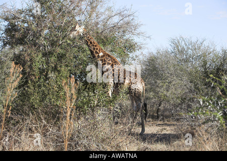 Südlichen Giraffe in Südafrika Stockfoto