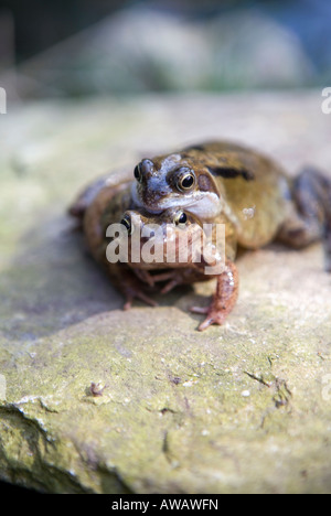 Frösche Paarung im Frühjahr Stockfoto