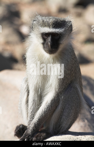 Grüne Meerkatzen (Cercopithecus aethiops) Südafrika Stockfoto