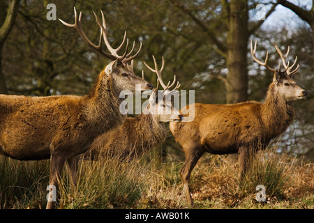 Drei Hirsche in Richmond Park Cervus elaphus Stockfoto