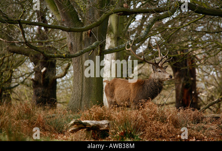 Rothirsch in Richmond Park Cervus elaphus Stockfoto