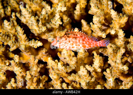 Korallen Hawkfish, Cirrhitichthys Oxycephalus, ruht auf harten Korallen am Riff. Auch bekannt als Pixie oder Threadfin Hawkfish. Stockfoto