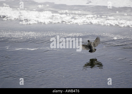 American Dipper, Landung auf dem Eis im Yellowstone National Park Stockfoto