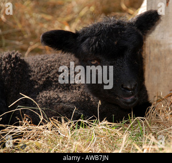 Kleines Schwarzes Lamm im Gras Stockfoto