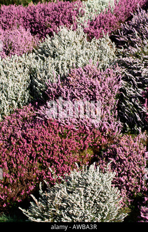 EINE BANK VON ERICA CARNEA SORTEN WINTER HEIDEKRAUT BEI SHERWOOD NEWTON ST CYRES DEVON Stockfoto