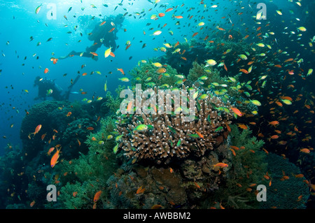 Große Korallen mit kleinen Fischen im Roten Meer mit Taucher im Hintergrund. Stockfoto