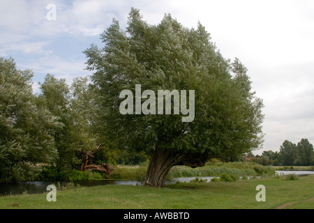 Eine alte Weide Salix-Arten am Ufer des River Stour beschnitten Stockfoto
