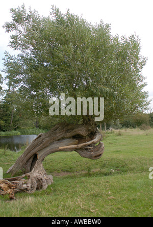 Eine alte Weide Salix-Arten am Ufer des River Stour beschnitten Stockfoto