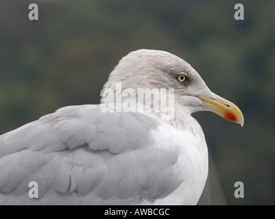 Eine böse aussehende unreifen Silbermöwe Larus argentatus Stockfoto