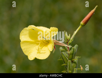 Gelbe Blume und Blütenknospe des gemeinsamen Nachtkerze Oenothera biennis Stockfoto