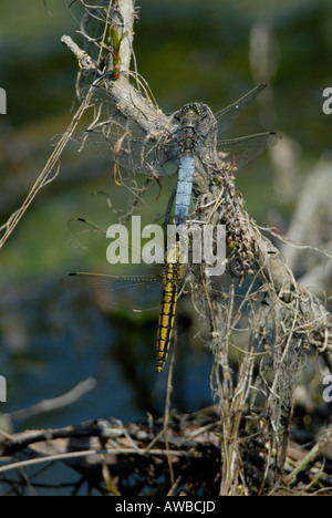 Eine blaue Libelle ein männlich schwarz tailed Skimmer Orthetrum cancellatum Stockfoto