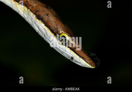 Die Tierwelt Panamas mit dem Porträt einer braunen Weinschlange, Oxybelis aeneus, aus nächster Nähe im Metropolitan Naturpark, Republik Panama, Mittelamerika Stockfoto