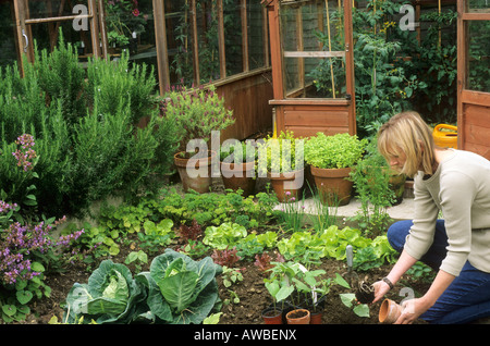 Frau Bohnen klein Gemüse Kräuter Garten Gewächshaus Pflanzen Stockfoto