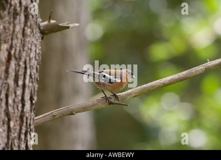 Männlichen Buchfinken thront auf einem Ast in einem britischen Waldgebiet Stockfoto