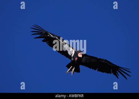 Kalifornien-Kondor 122, Gymnogyps Californianus, im Flug. Stockfoto