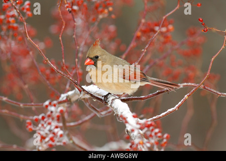 Weiblichen nördlichen Cardinal, thront in Multiflora Rose Beeren mit Schnee Stockfoto