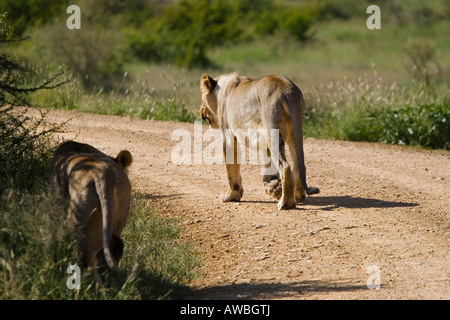 Afrikanische Löwen entlang der unbefestigten Straße Panthera leo Stockfoto