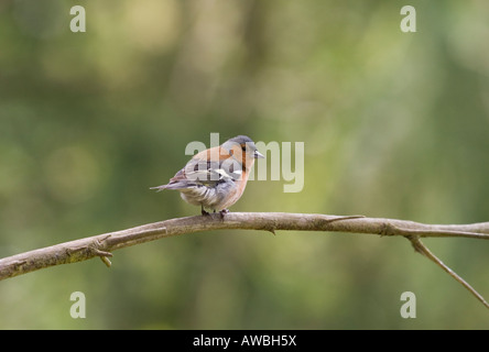 Männlichen Buchfinken thront auf einem Ast in einem britischen Waldgebiet Stockfoto