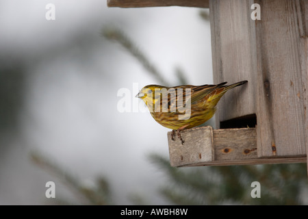 Goldammer Emberiza Citrinella Finnland winter Stockfoto