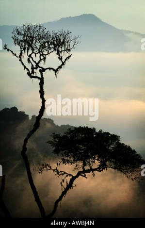 Panamalandschaft mit nebligen Regenwäldern bei Sonnenaufgang im Cerro Pirre im Nationalpark Darien , Darien GAP, Provinz Darien, Republik Panama. Stockfoto