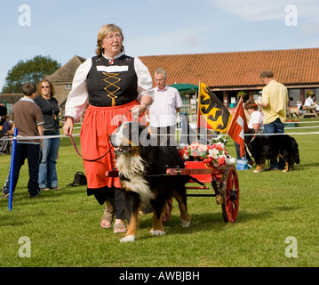 Berner Berghund mit Karren und Besitzer in Schweizer Tracht bei einer Hundeausstellung. Stockfoto