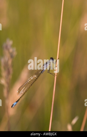 Männliche blau-tailed Damselfly im Ruhezustand Stockfoto