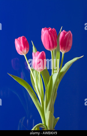 Nahaufnahme einer Reihe von schönen rosa Tulpen auf blauem Hintergrund Stockfoto