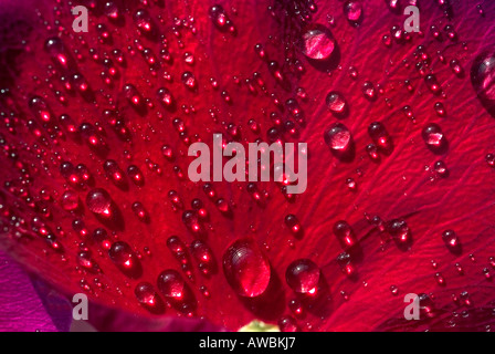 Nahaufnahme von Coloful rote Rosenblüten mit Wassertropfen bedeckt Stockfoto