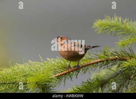 Männlichen Buchfinken thront auf Zweig der Kiefer in einem britischen Waldgebiet Stockfoto