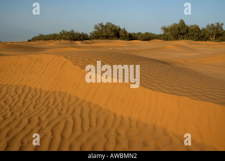 Blick auf die Oase Ksar Ghilane aus der Sahara-Wüste in Süd-Tunesien. Stockfoto