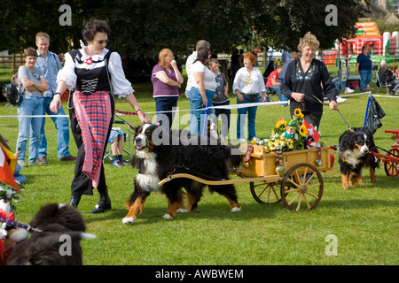 Berner Berghund mit Karren und Besitzer in Schweizer Tracht bei einer Hundeausstellung. Stockfoto