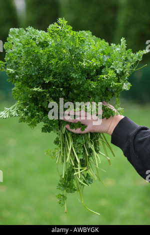 Ein Bündel frischer grüner Petersiliengemüse im Garten hausgewachsenes Wachstum wächst verschwommener Hintergrund aus nächster Nähe in den USA US vertcal Hi-res Stockfoto