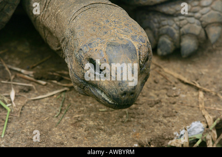 Riesenschildkröten, Sir Seewoosagur Ramgoolam Botanical Gardens, Mauritius Stockfoto