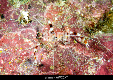 Gebänderten Korallen Garnelen Stenopus Hispidus unter Wasser zeigen den langen weißen Antennen diese Garnelen bieten Reinigungsservice zu Fischen Stockfoto